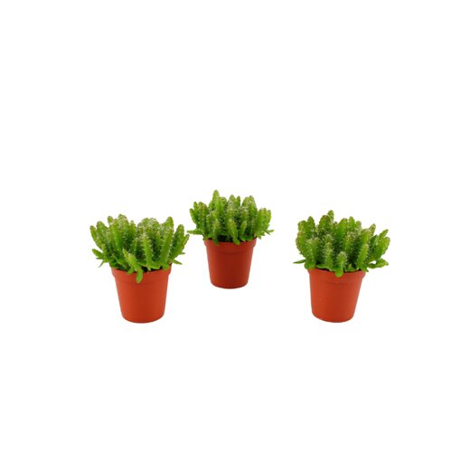 Hylocereus Undatus, in 5.5cm-pot