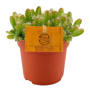 Hylocereus Undatus Macho Milano, in 10.5cm-pot