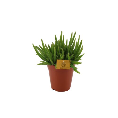 Hylocereus Undatus Macho Milano, in 15cm-pot