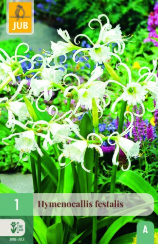 Hymenocallis festalis 1st