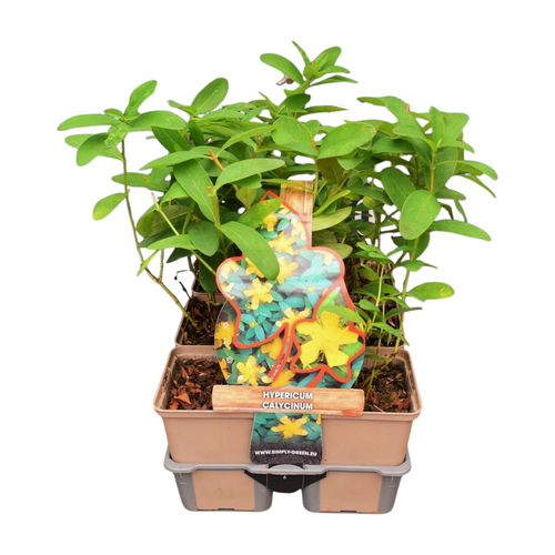 Hypericum calycinum in sixpack - afbeelding 1