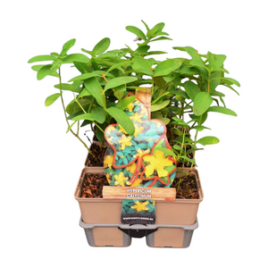 Hypericum calycinum in sixpack - afbeelding 1