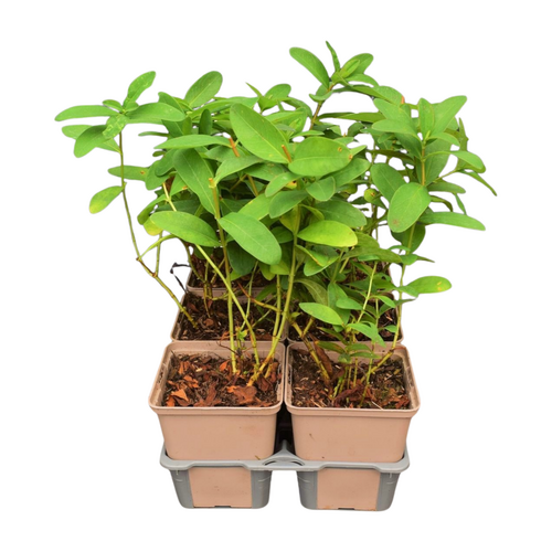 Hypericum calycinum in sixpack - afbeelding 2
