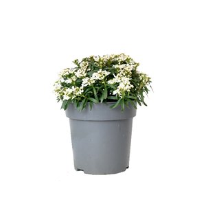 Iberis Sempervirens 'Fischbeck', in 13cm-pot - afbeelding 1