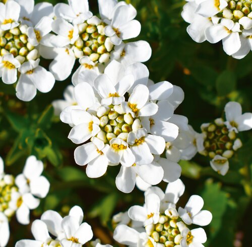 Iberis Sempervirens 'Fischbeck', in 13cm-pot - afbeelding 2