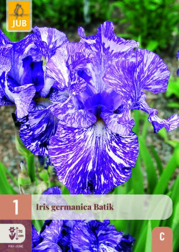 Iris germanica batik 1st