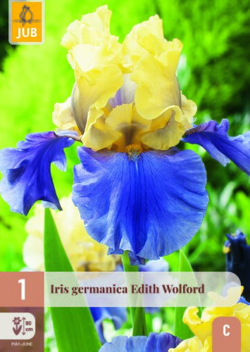 Iris germanica edith wolford 1st