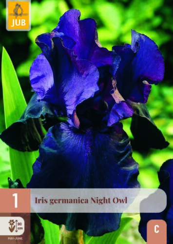 Iris germanica night owl 1st
