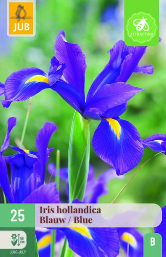 Iris hollandica blauw 25st