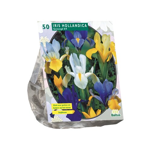 Iris Hollandica per 50 - afbeelding 1