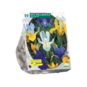 Iris Hollandica per 50