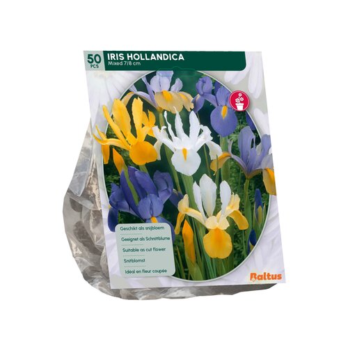 Iris Hollandica per 50 - afbeelding 2