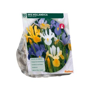 Iris Hollandica per 50 - afbeelding 2