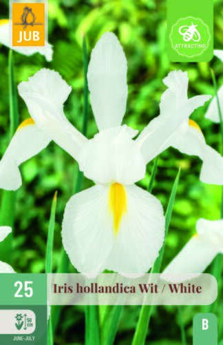 Iris hollandica wit 25st