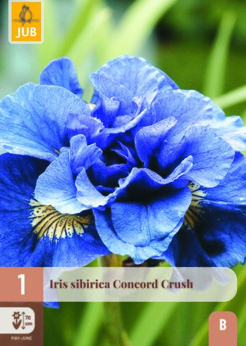 Iris sibirica concord crush 1st