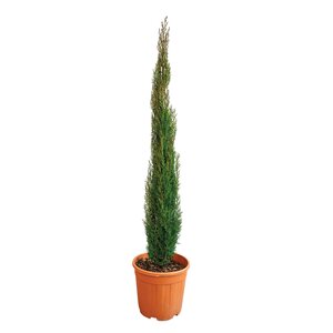 Italiaanse cipres (Cupressus sempervirens 'Totem') - H 100/125 cm