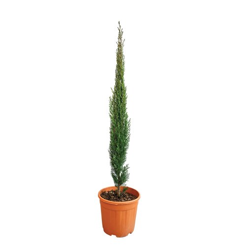 Italiaanse cipres (Cupressus sempervirens 'Totem') - H 80/100 cm