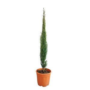 Italiaanse cipres (Cupressus sempervirens 'Totem') - H 80/100 cm