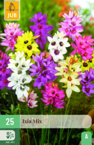 Ixia mix 25st