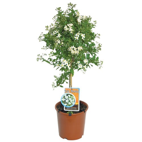 Jasmijn Solanum op stam, in 23cm-pot