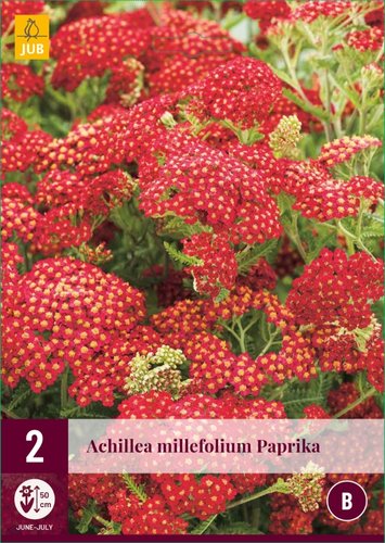 JUB Holland Achillea Millefolium Paprika