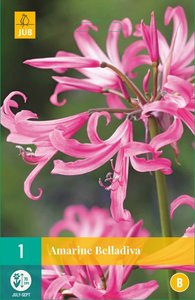 JUB Holland Amarine Belladiva