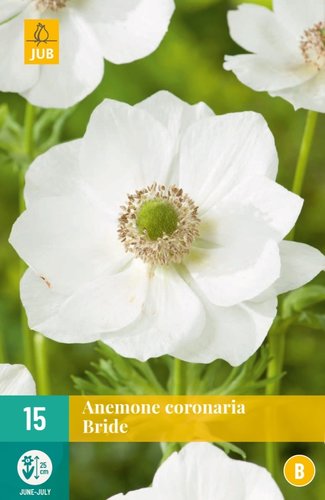 JUB Holland Anemone Coronaria Bride