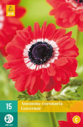 JUB Holland Anemone Coronaria Governor