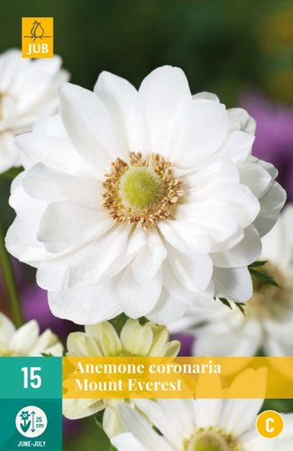 JUB Holland Anemone Coronaria Mount Everest
