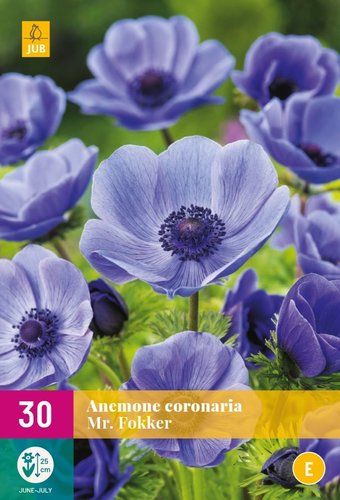 JUB Holland Anemone Mr. Fokker