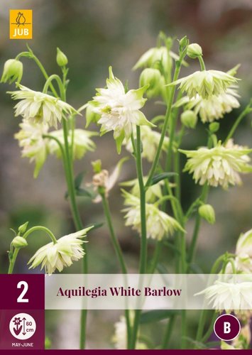 JUB Holland Aquilegia White Barlow