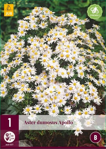 JUB Holland Aster Dumosus Apollo