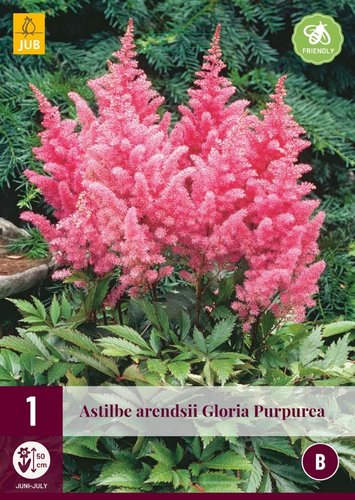JUB Holland Astilbe Arendsii Gloria Purpurea
