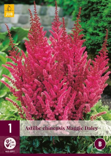JUB Holland Astilbe Chinensis Maggi Daley