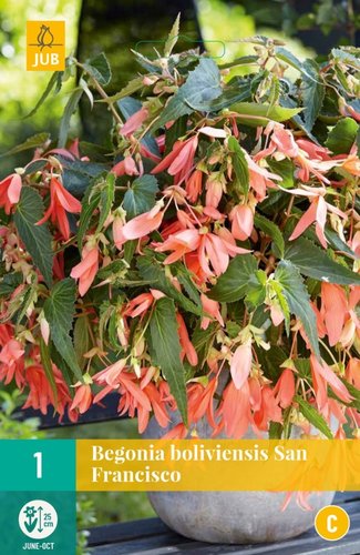 JUB Holland Begonia Boliviensis San Francisco
