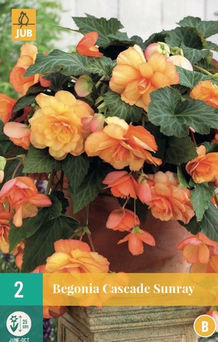 JUB Holland Begonia Cascade Sunray