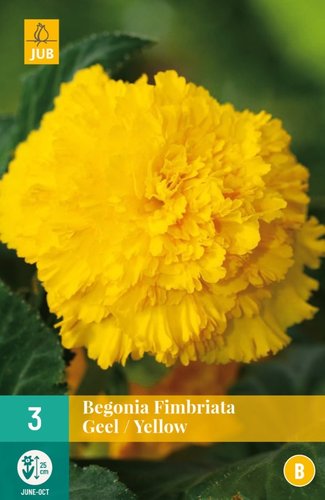 JUB Holland Begonia Fimbriata Geel