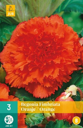 JUB Holland Begonia Fimbriata Oranje