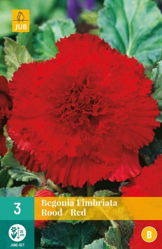 JUB Holland Begonia Fimbriata Rood