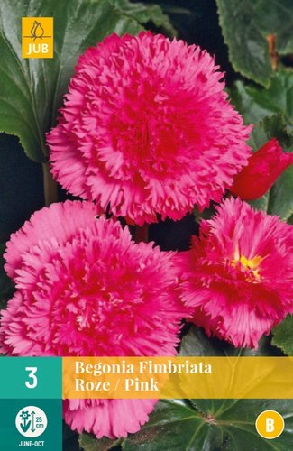 JUB Holland Begonia Fimbriata Roze