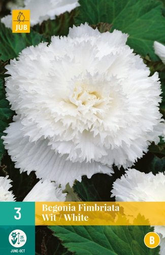 JUB Holland Begonia Fimbriata Wit