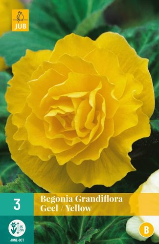 JUB Holland Begonia Grandiflora Geel