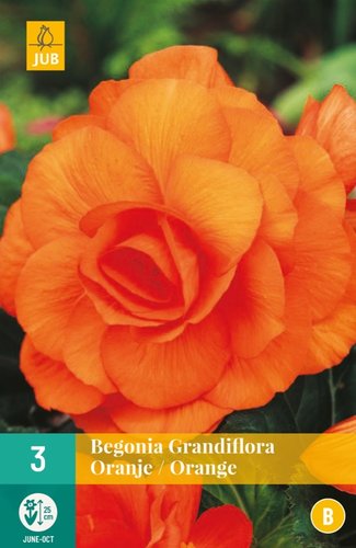 JUB Holland Begonia Grandiflora Oranje