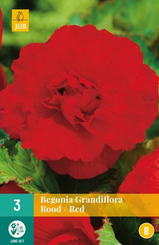 JUB Holland Begonia Grandiflora Rood