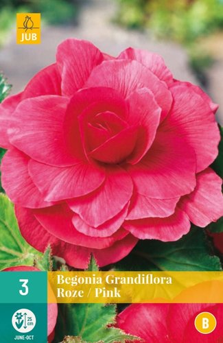 JUB Holland Begonia Grandiflora Roze