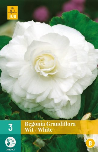 JUB Holland Begonia Grandiflora Wit