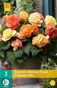 JUB Holland Begonia Pastel Compacta Mix
