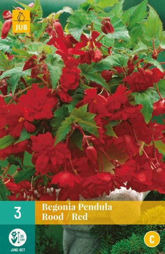 JUB Holland Begonia Pendula Rood
