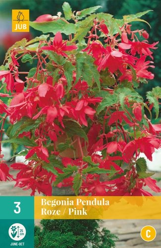 JUB Holland Begonia Pendula Roze