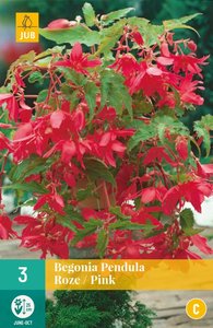 JUB Holland Begonia Pendula Roze
